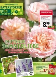 grün erleben Gartencenter Bayerstorfer & Huttenlocher GmbH Duftende Sommerliebe Juni 2012 KW23