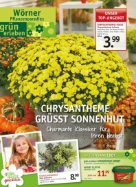 Wörner Pflanzenparadies Chrysantheme grüßt Sonnenhut September 2015 KW36