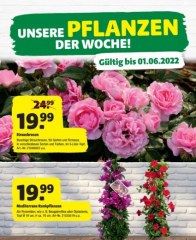 hagebaumarkt Plakat_A4_Pflanze_der_Woche_KW21 Mai 2022 KW21