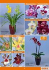 OBI Orchideen-Welt-Seite7